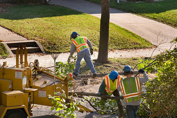 Ontario, CA Tree Service Company